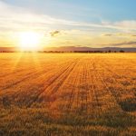 sunset over wheat field.