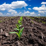 Corn field