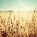 golden wheat field and sunny day