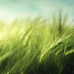 barley field in sunset time