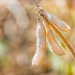 Ripe soybeans on the field