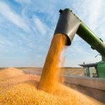 Pouring corn grain into tractor trailer